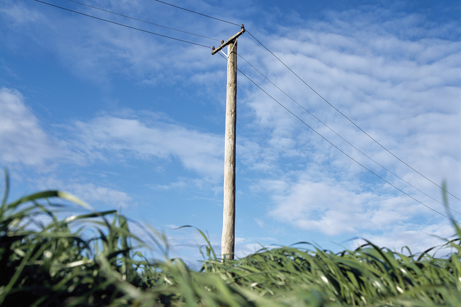 Wild Rice Electric Home